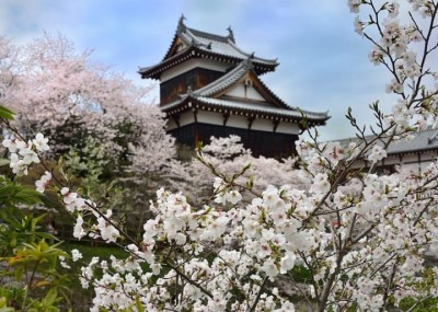 Mùa hoa Sakura trên đất nước Nhật Bản