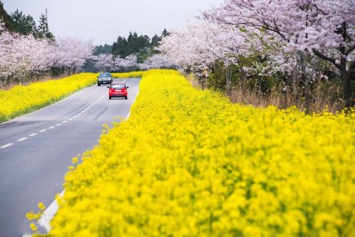 NGẮM HOA ANH ĐÀO HÀN QUỐC – JEJU – SEOUL – NAMI – EVERLAND