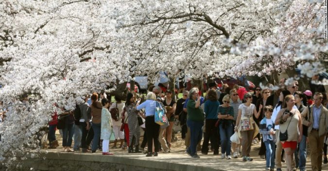 Ngắm hoa anh đào nở rộ tại thủ đô Washington, Mỹ.