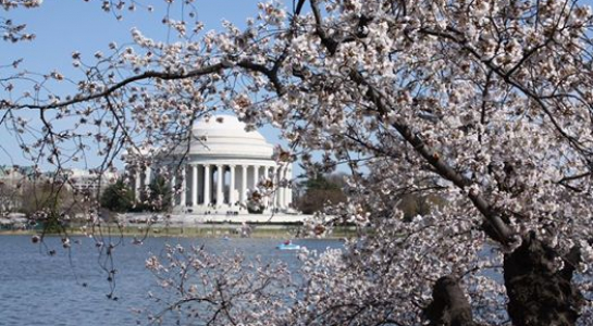 Ngắm hoa anh đào nở rộ tại thủ đô Washington, Mỹ.