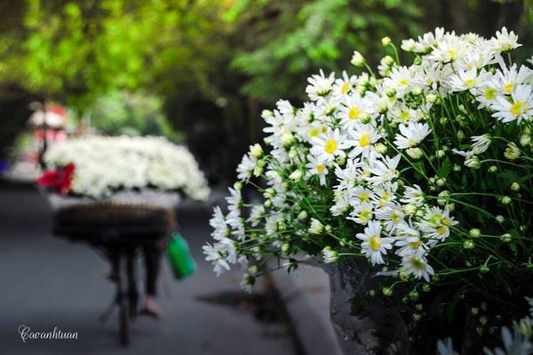 Trên đất nước mình cũng có những mùa hoa đẹp không thua gì nước ngoài