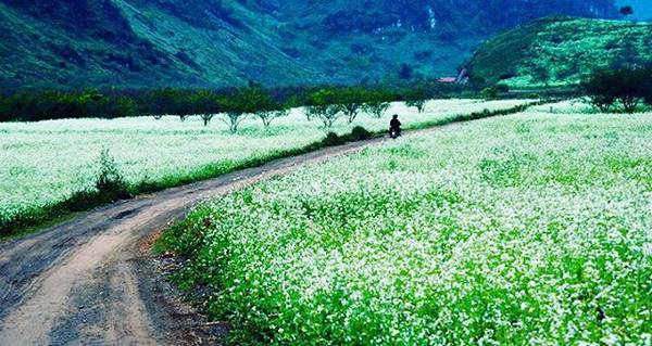 Trên đất nước mình cũng có những mùa hoa đẹp không thua gì nước ngoài