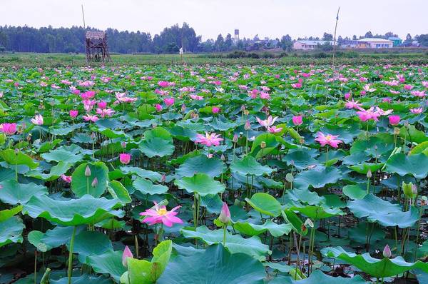 Trên đất nước mình cũng có những mùa hoa đẹp không thua gì nước ngoài