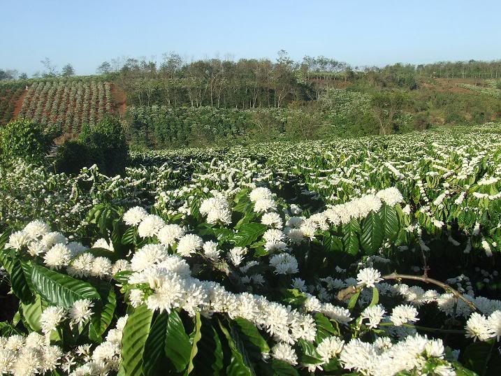 Trên đất nước mình cũng có những mùa hoa đẹp không thua gì nước ngoài