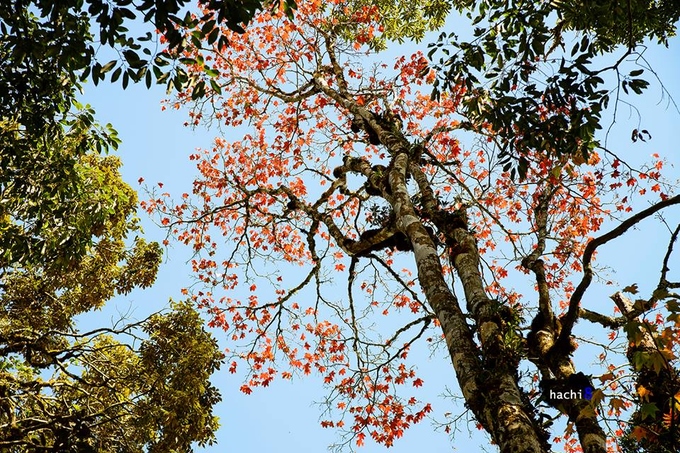 ngắm lá phong đỏ ngay ở Việt Nam1