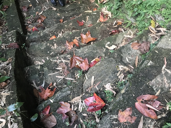 ngắm lá phong đỏ ngay ở Việt Nam2