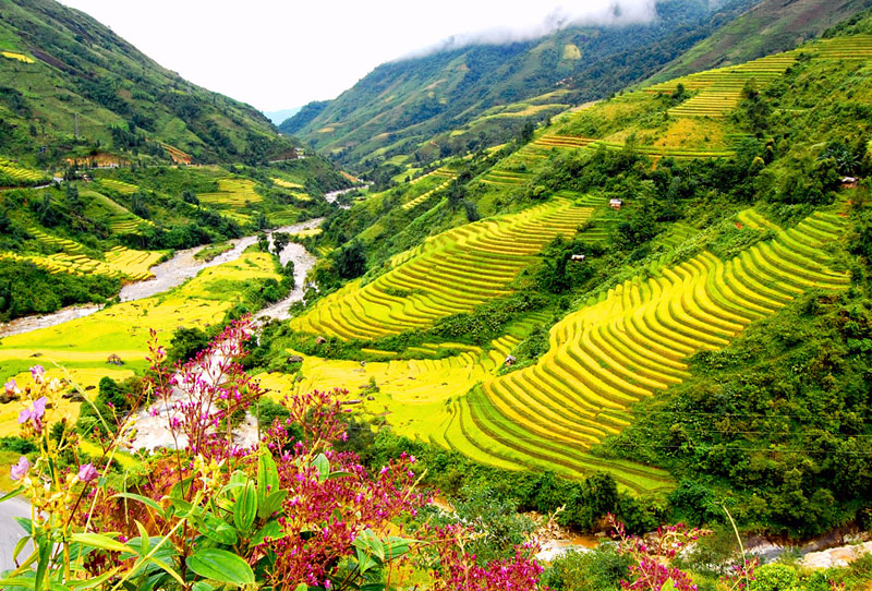 sapa800x542