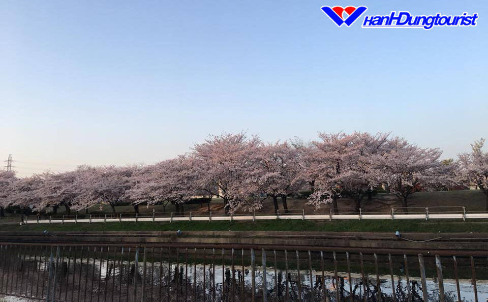 Mùa hoa Sakura trên đất nước Nhật Bản