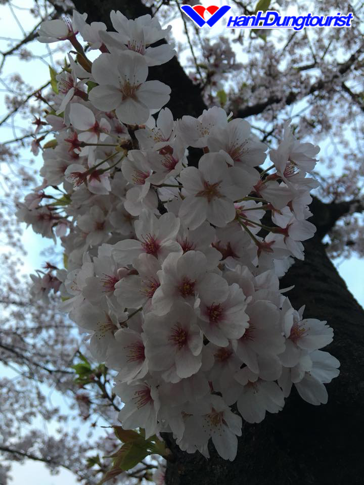 Mùa hoa Sakura trên đất nước Nhật Bản