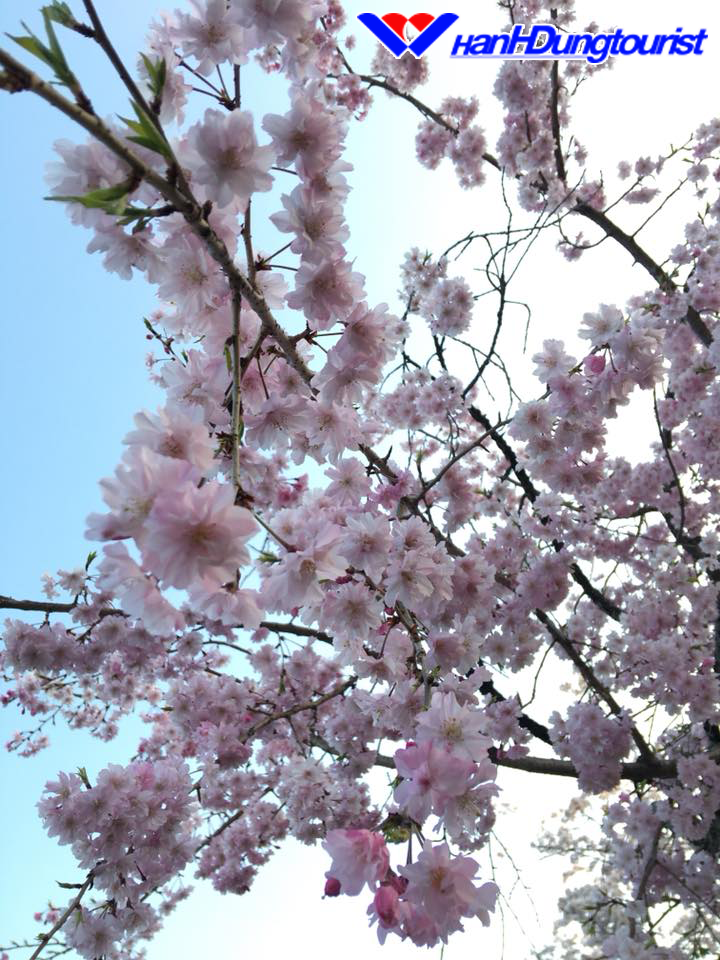 Mùa hoa Sakura trên đất nước Nhật Bản