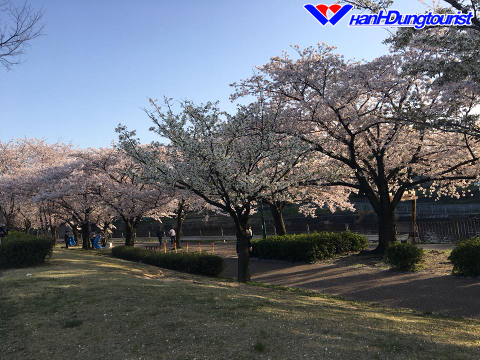 Mùa hoa Sakura trên đất nước Nhật Bản