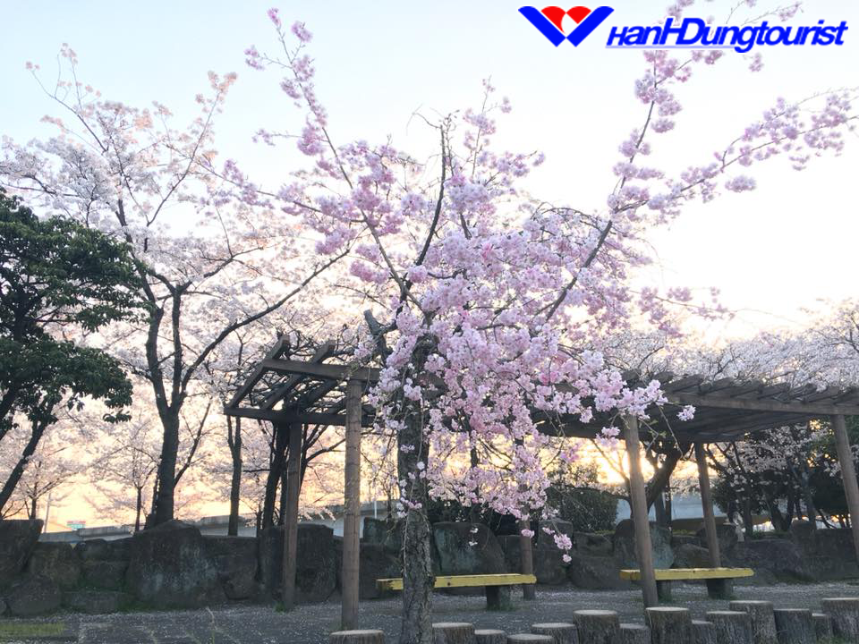 Mùa hoa Sakura trên đất nước Nhật Bản