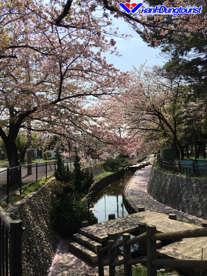 Mùa hoa Sakura trên đất nước Nhật Bản