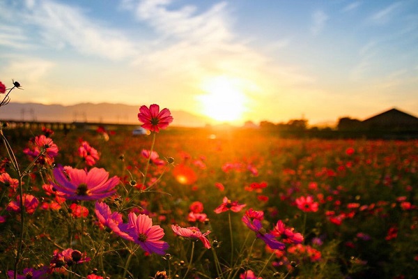 Cánh đồng cosmos nở rực ở Nhật Bản