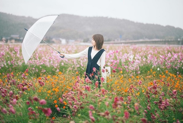 Cánh đồng cosmos nở rực ở Nhật Bản