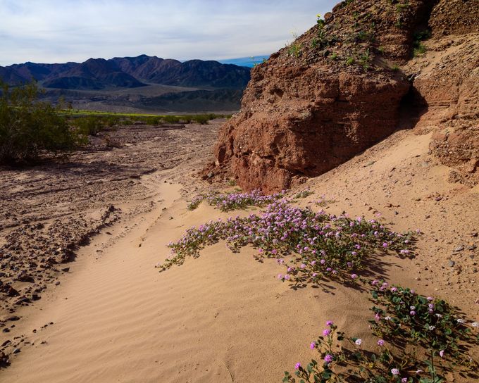 Thung lũng khô cằn biến thành biển hoa ở Mỹ