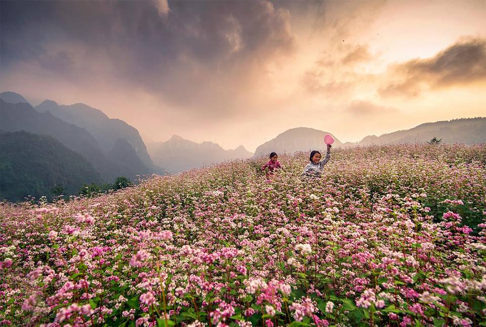 THÁNG 10 MÙA HOA TAM GIÁC MẠCH