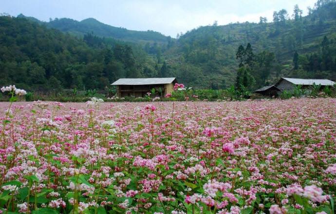 THÁNG 10 MÙA HOA TAM GIÁC MẠCH