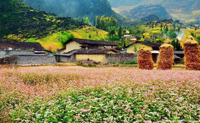 THÁNG 10 MÙA HOA TAM GIÁC MẠCH