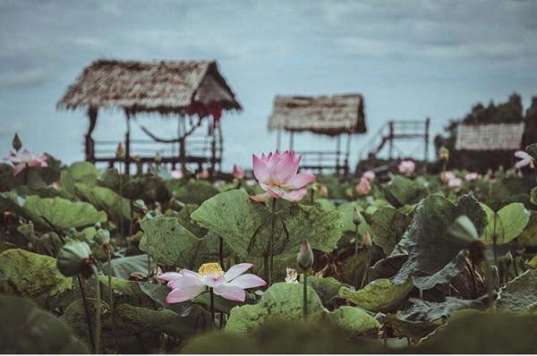 Thu sang quên lá vàng miền Bắc đi về với miền Tây đón mùa nước nổi