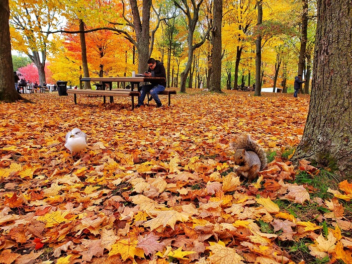 Say đắm vẻ đẹp mùa thu thay lá ở vùng trời Bắc Mỹ