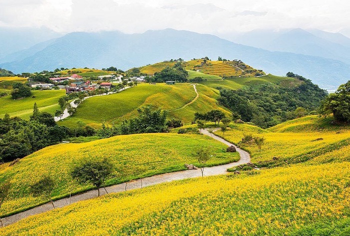 Khám phá ngay xứ sở hoa kim châm đẹp như tranh vẽ ở Đài Loan