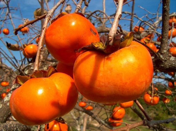 Lý do bạn nên đi du lịch Hàn Quốc mùa thu
